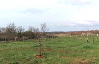 Kmetijsko zemljišče z nasadom oljk Kovri - Novigrad